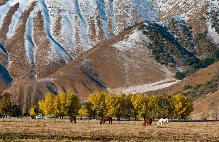 Home on the Ranch: The Iconic Homesteads That Shaped America ...
