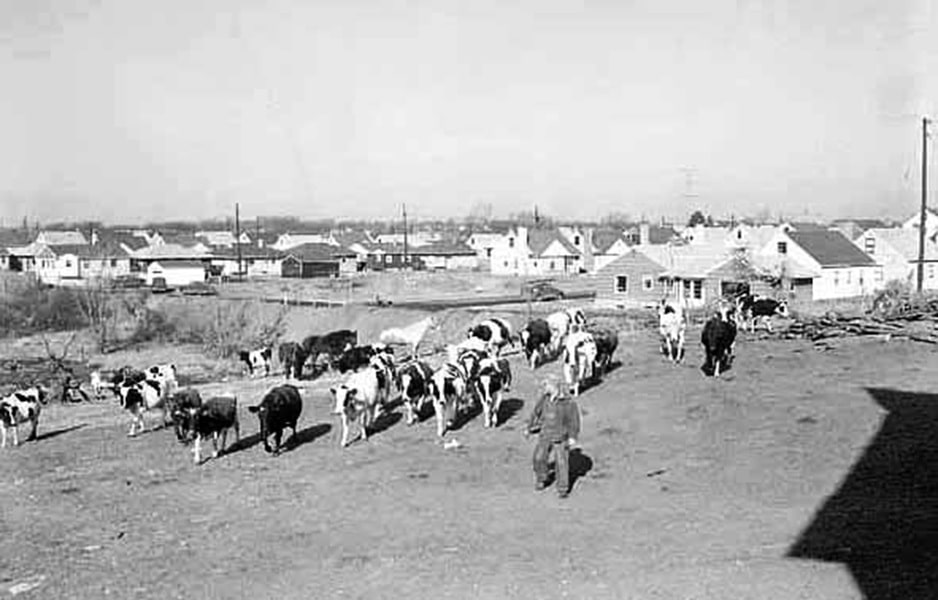 Development near John Tierney farm, Minnesota, 1954