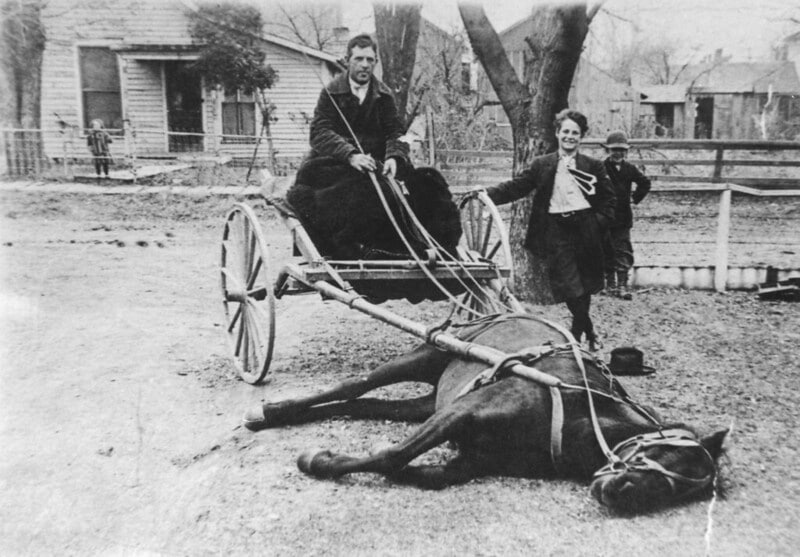 Del Womacks gets his trained horse to play dead while amused children look on.