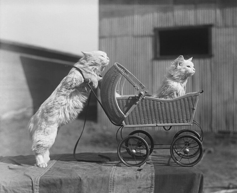 Cat pushing cat in baby carriage, Barnes zoo 1925