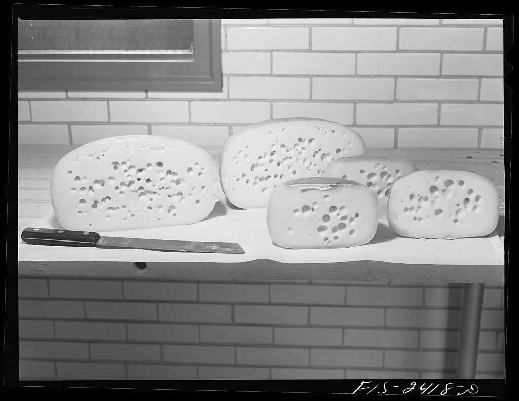 Samples of Swiss-type cheeses made in the Dairy Industries Department at Iowa State College. Ames, Iowa (1942 May)