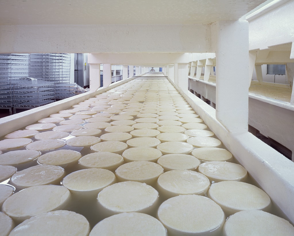 Curing baby Swiss cheese rounds at the Alp and Dell factory, Monroe, Wisconsin (Taken circa 1980)