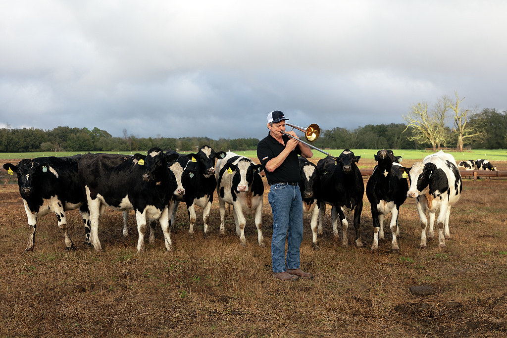 Ed Henderson raises dairy cows, more than 700 of them, near Live Oak, Florida where he doesn't just feed, milk and clean up after them but he also plays the trombone for them and, as this image attests, they enjoy the concert (2020-01-24)