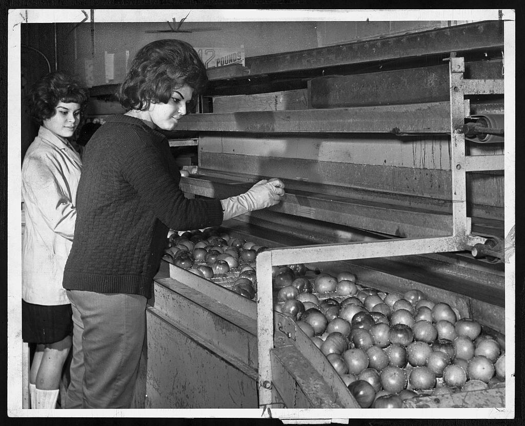 Women sorting tomatoes for packing, Brooklyn