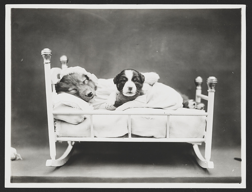 When bedtime comes—two puppies in a cradle. (ca 1914 June 24)