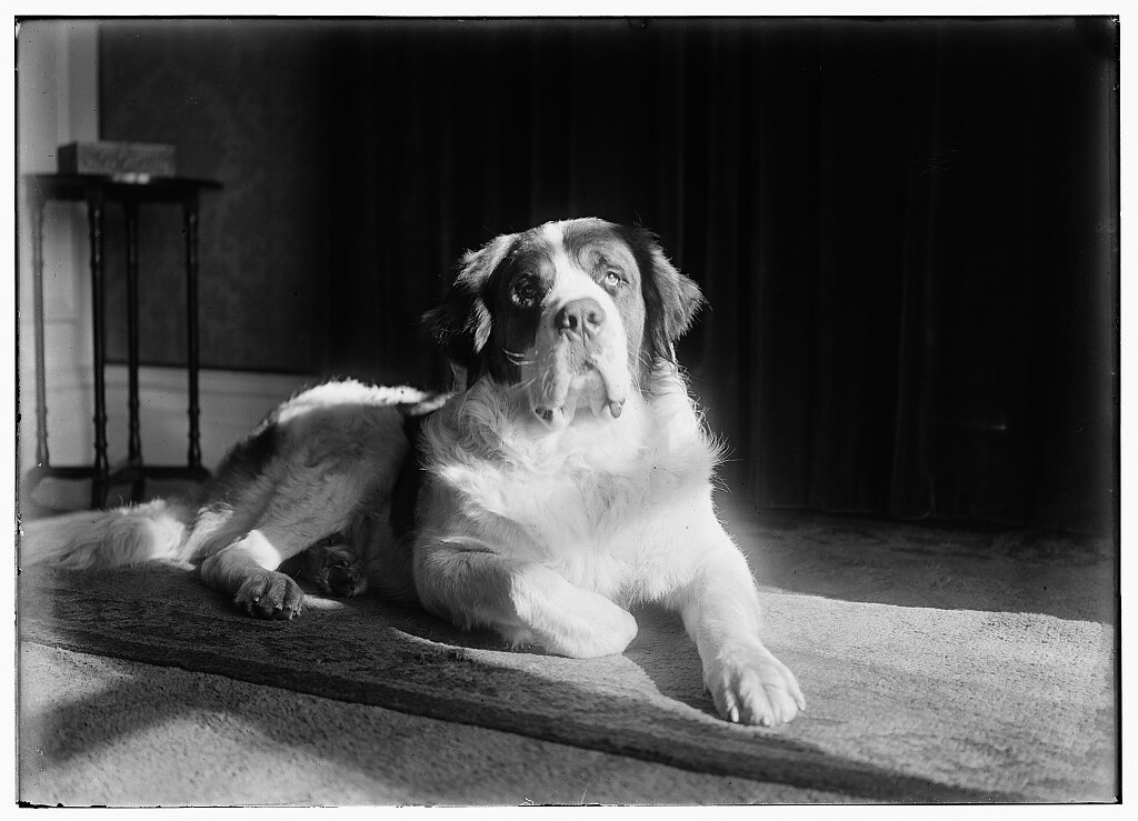Scipio, a St. Bernard Orville acquired in March, 1917