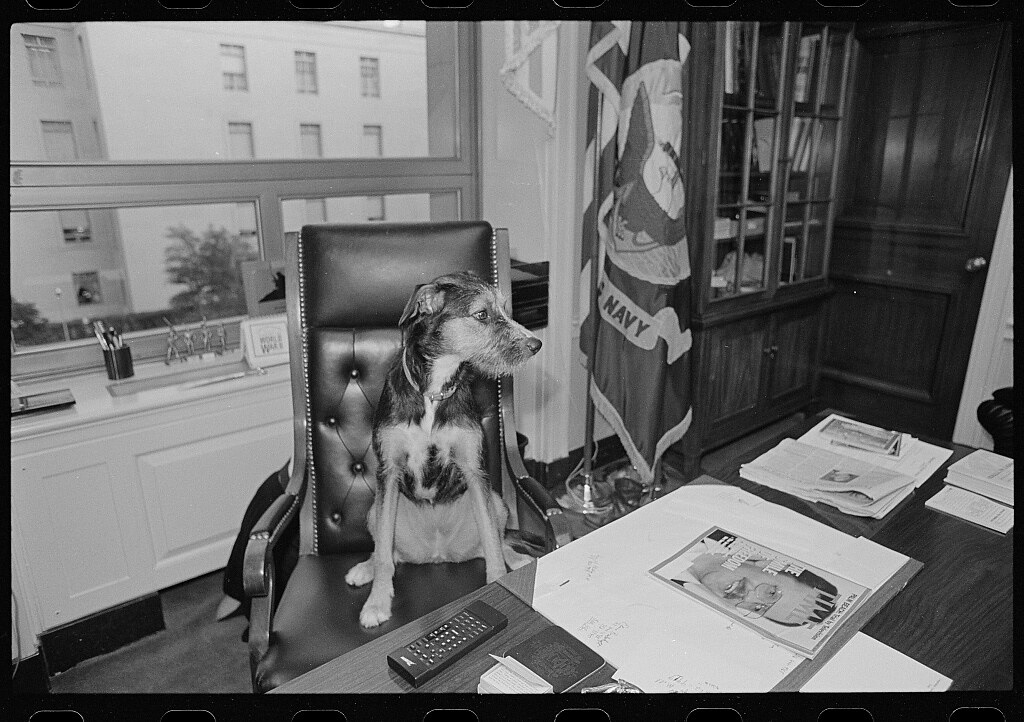 Stray dog seated at a desk in the office of Rep. Charles Wilson (12 Dec. 1991)