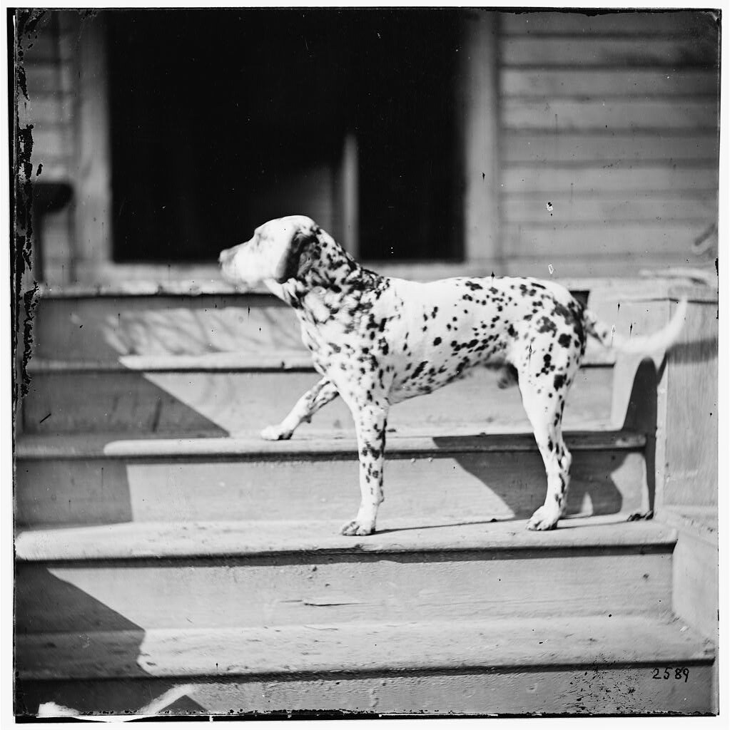 Virginia. Gen. Rufus Ingall's coach dog, Dalmatian (1865 Mar.)