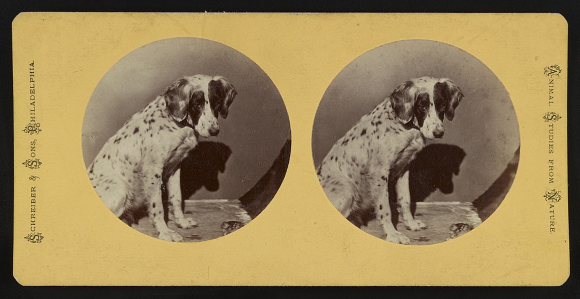 Portrait of a dog— Philadelphia, Pa.: Schreiber & Sons, (between 1870 and 1880)