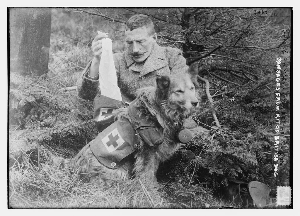 Bandages from kit of British Dog, man receiving aid, WWI (between 1914 and ca. 1915)