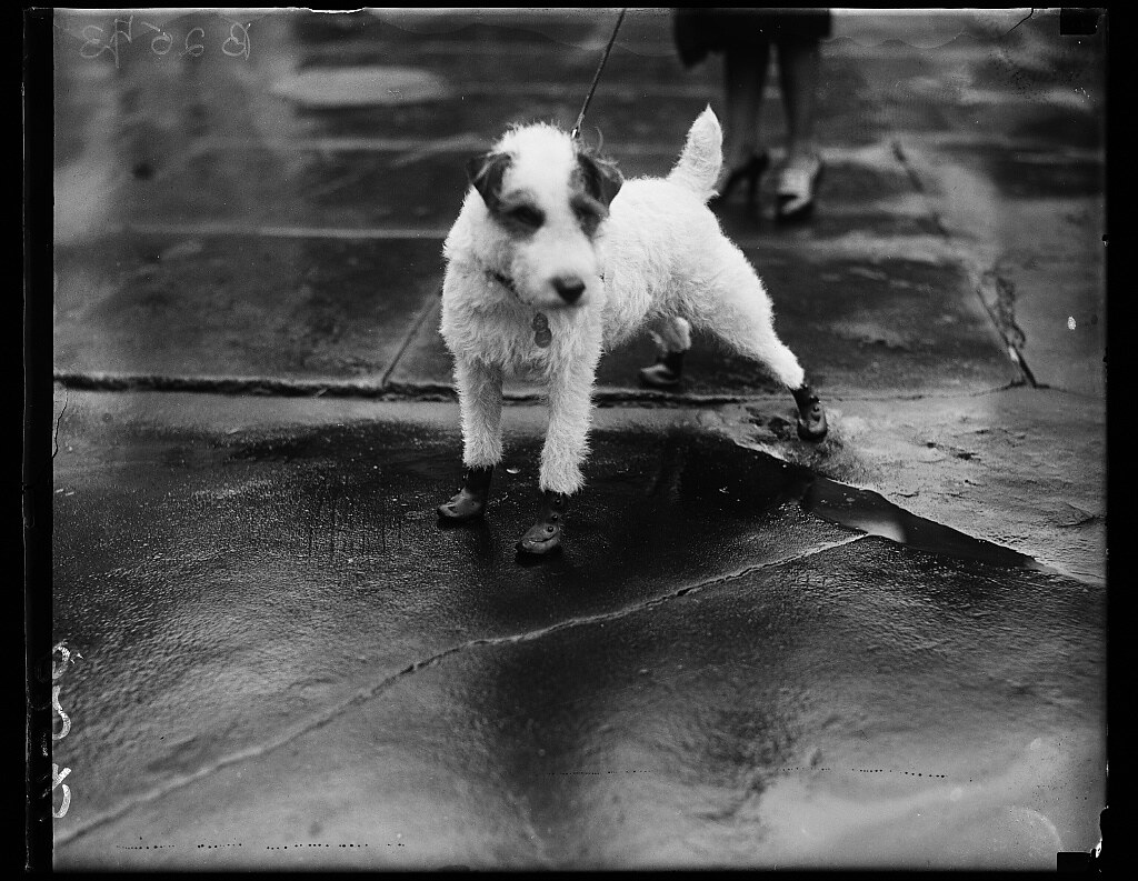 ‘Flapper galoshes’ for Pup Peter Pan, terrier pet to President Coolidge's secretary (1928 February 9)