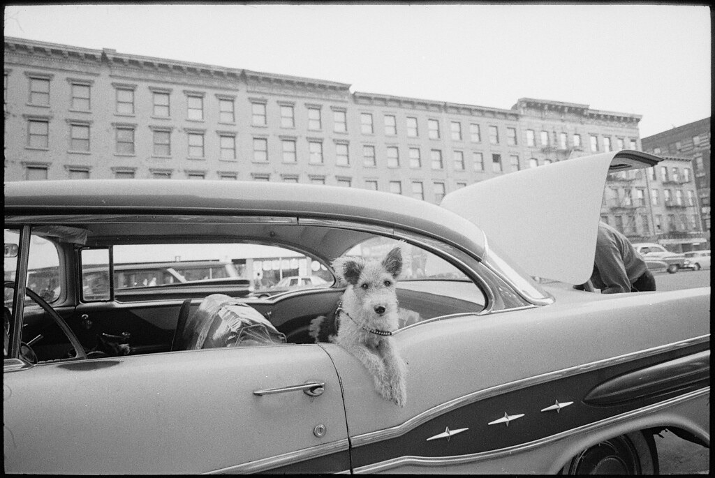 Dog leaning out car window (October 1960)