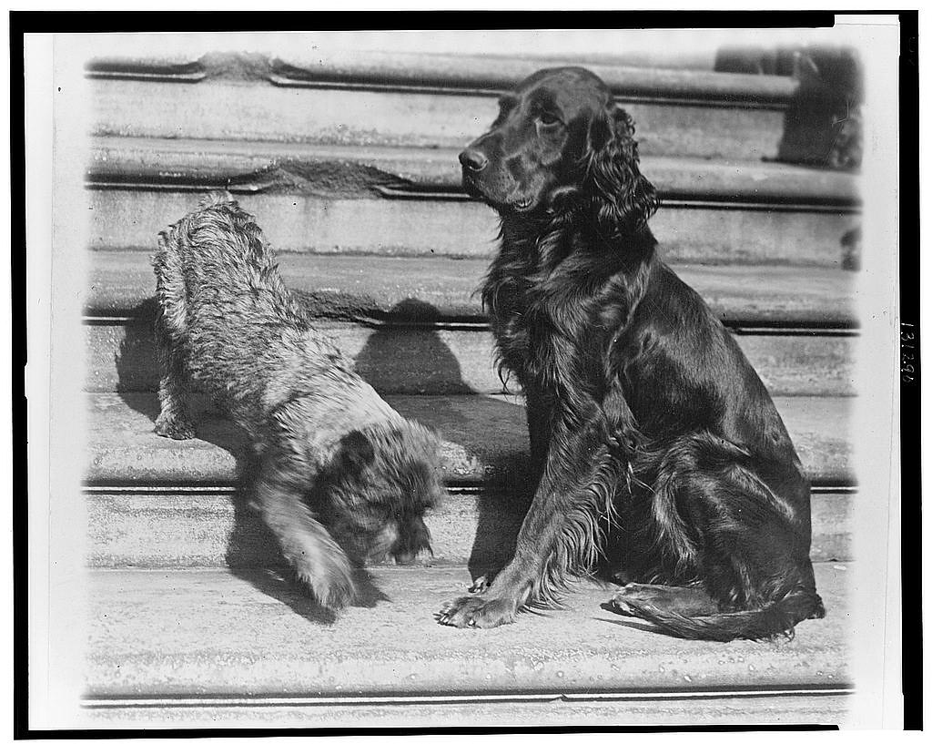 Whoopie and Englehurst Gillette, White House dogs, with Robert R. Robinson (1929 March 29)