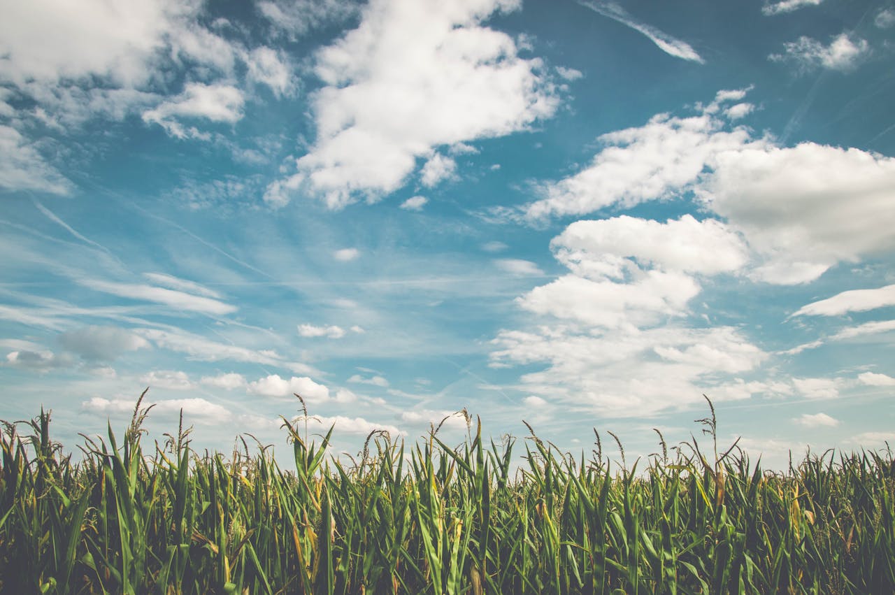 Cornfield under white clouds and blue sky.