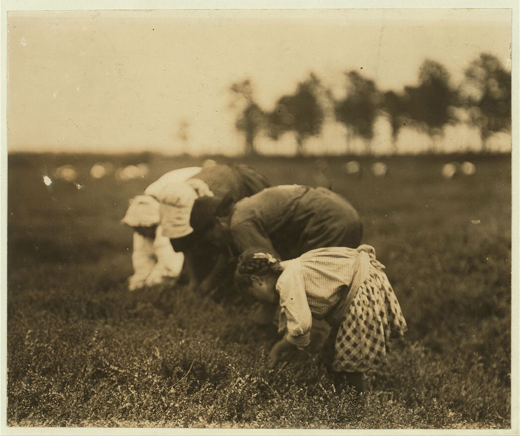 Tenjeta Calone picking cranberries, New Jersey