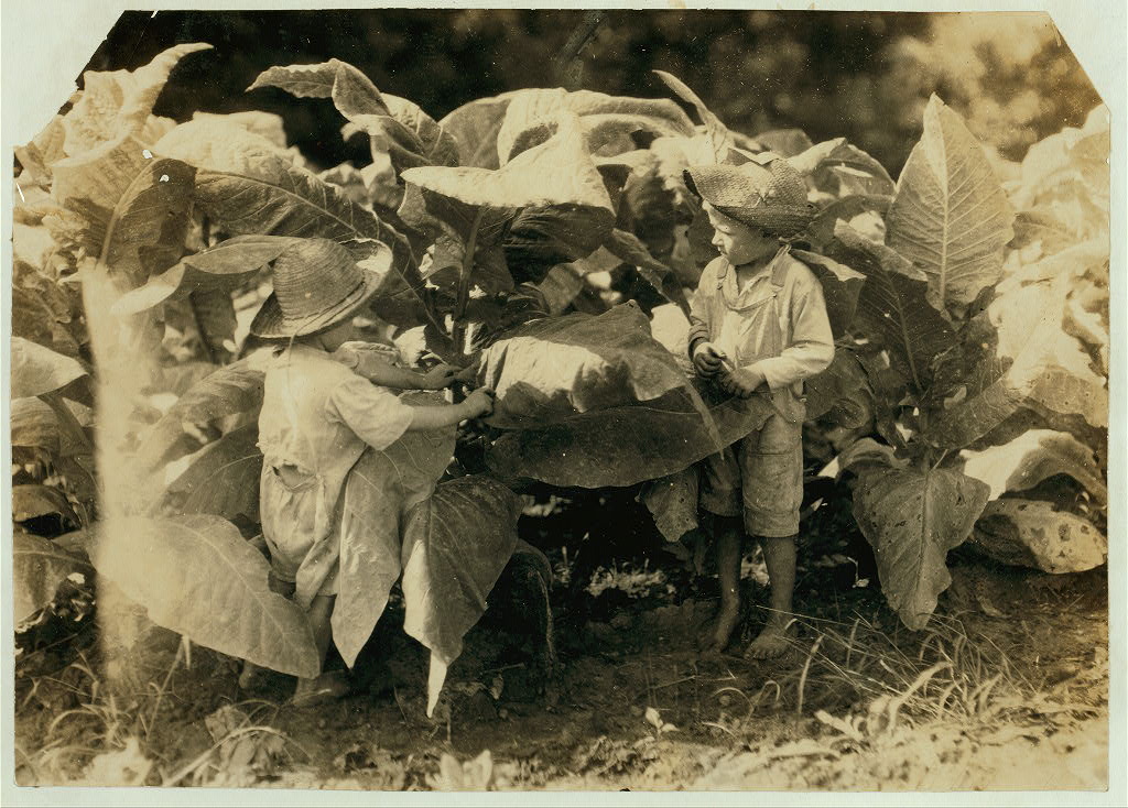 Young tobacco workers, Kentucky