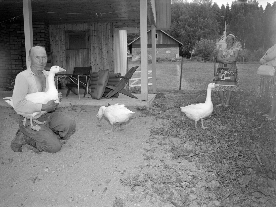 Man with goose at Finnish summer cottage, 1963