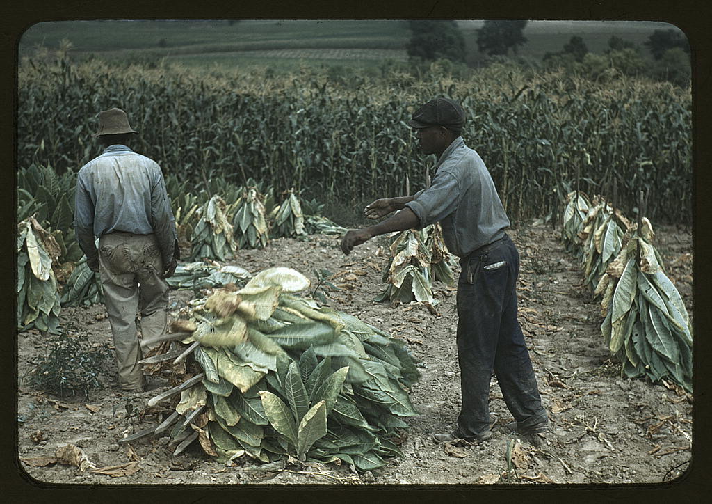 Burley tobacco is placed on sticks to wilt after cutting, before it is taken into the brn for drying and curing, on the Russell Spears' farm, vicinity of Lexington, Ky. (1940 Sept.)