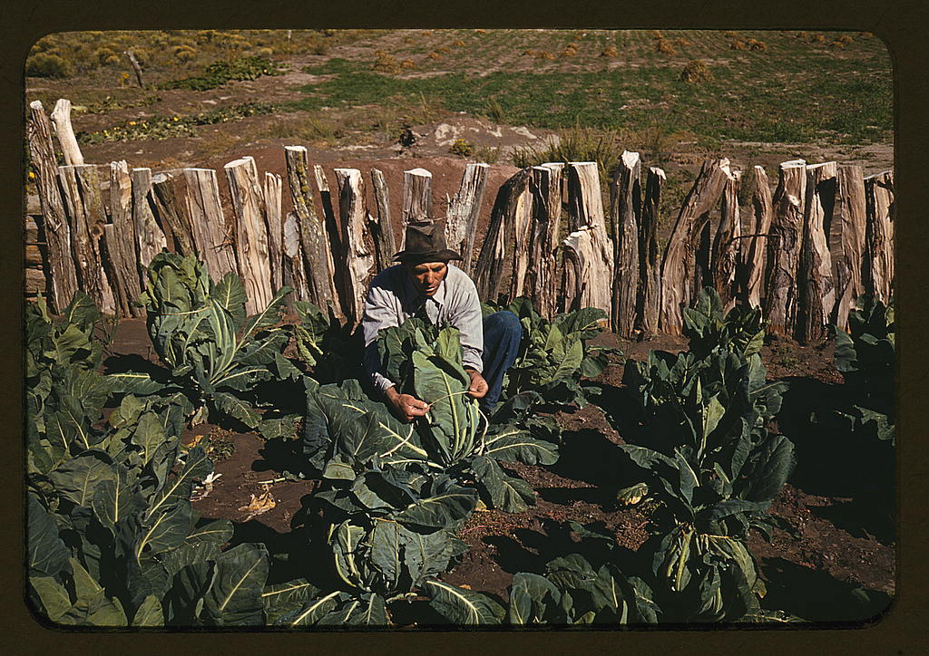 Mr. Leatherman, homesteader, tying up cauliflower, Pie Town, New Mexico (1940 Oct.)