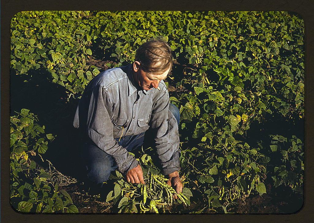 Bill Stagg turning up his beans, Pie Town, New Mexico. He will next pile them for curing (1940 Oct.)
