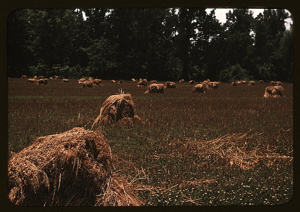 Newly harvested oat field, southeastern Georgia, 1939