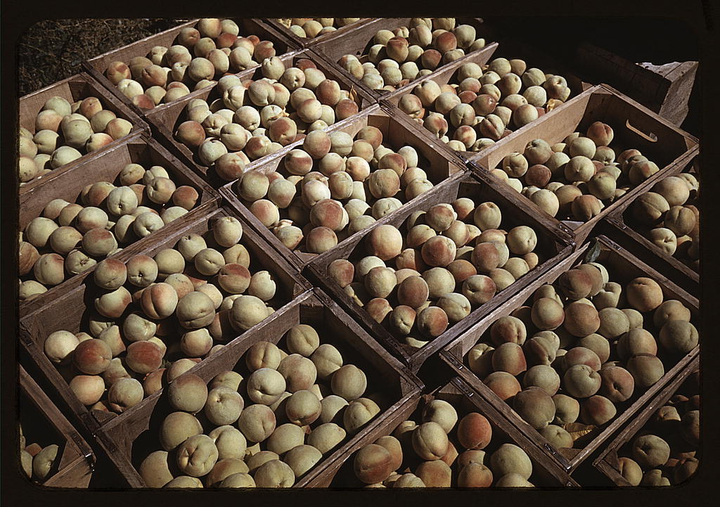 Crates of peaches in the orchard, Delta County, Colo. (1940 Sept.)