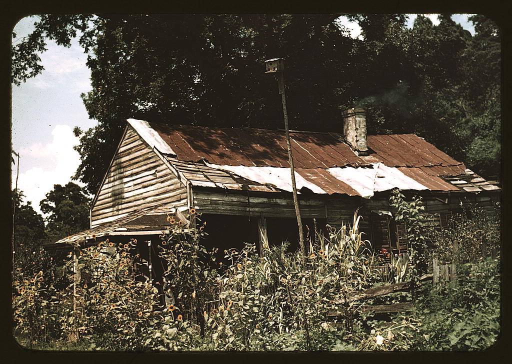 An old house almost hidden by sunflowers, Rodney, Miss. (1940 July)