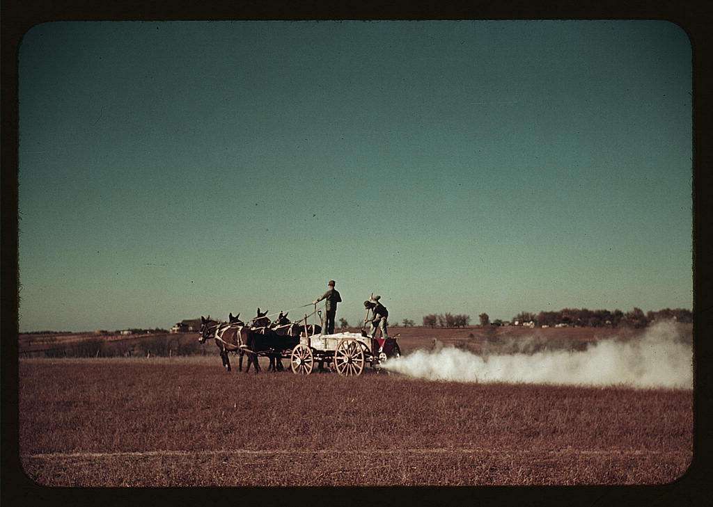Spreading fertilizer from 4-mule team wagon, Georgia (ca. 1940)