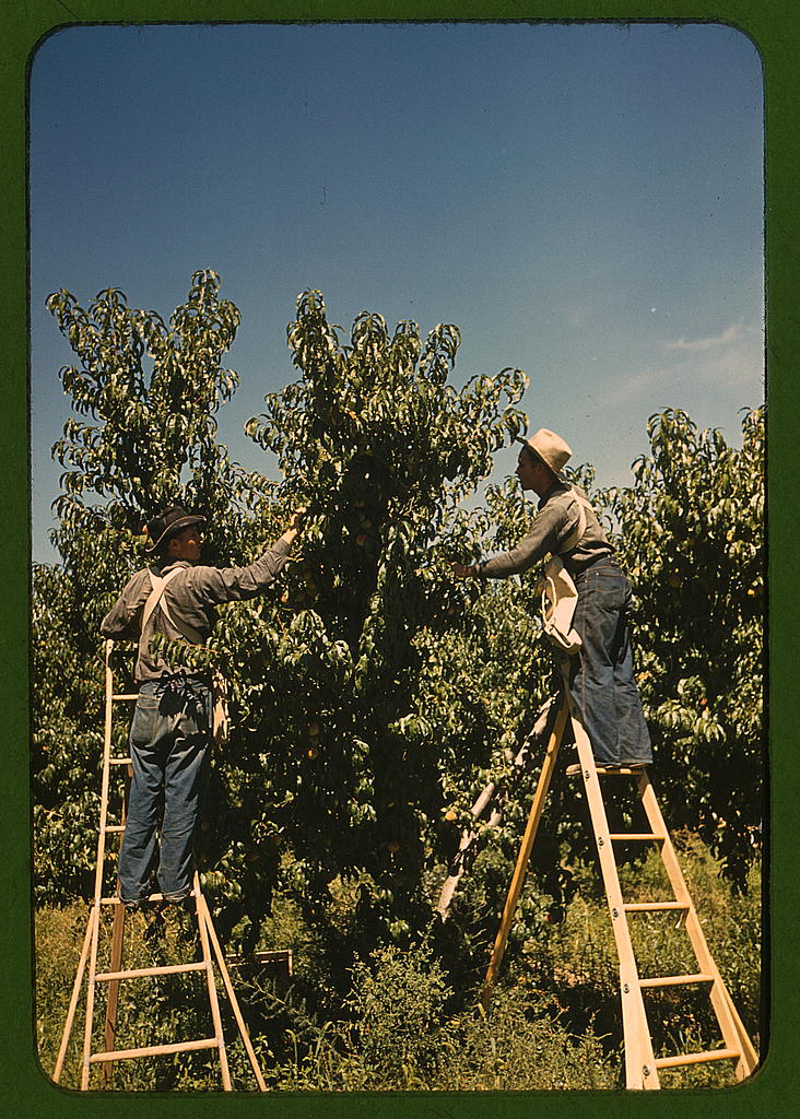 Pickers in a peach orchard, Delta County, Colo. (1940 Sept.)