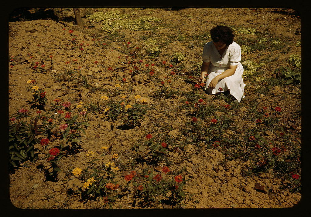Woman in her garden, Virgin Islands (1941 Dec.)