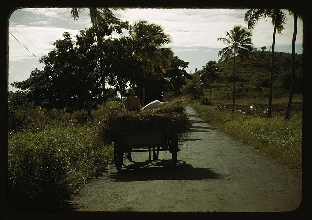 A farm road near one of the ‘villages’ on the northern coast, St. Croix, Virgin Islands (1941 Dec.)