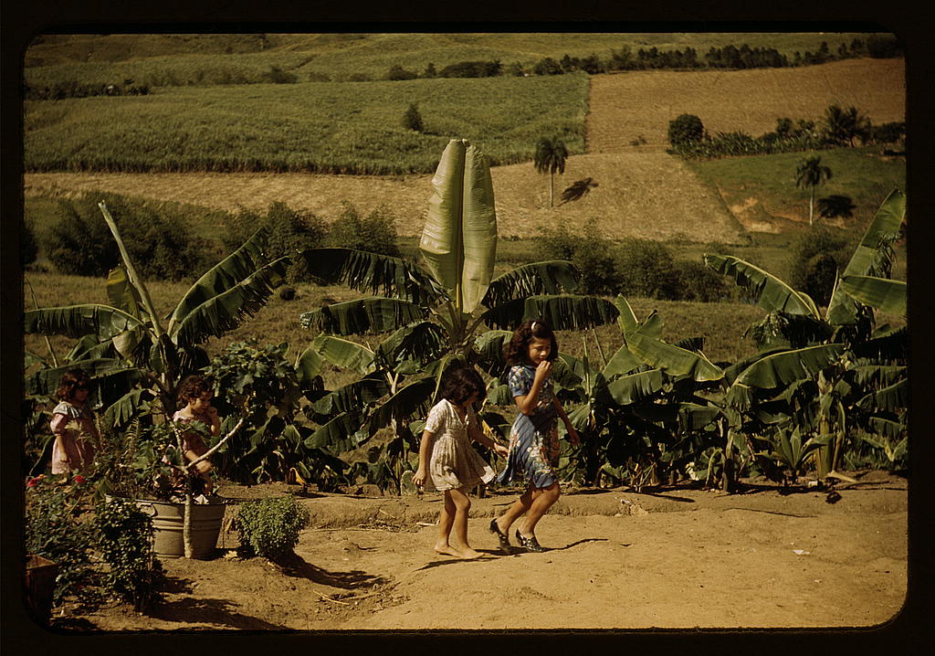 Children of FSA-RR borrowers on their farm, Puerto Rico (1941 Dec. or 1942 Jan.)