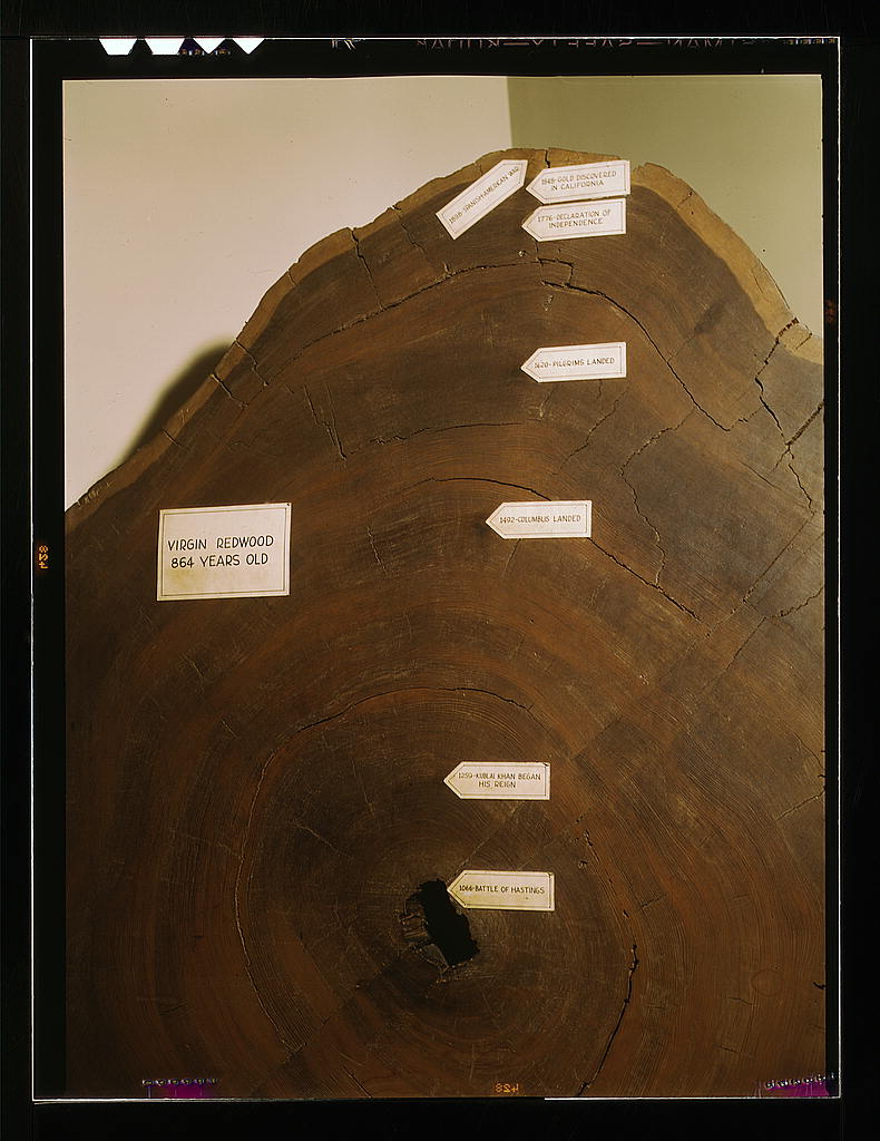 Virgin redwood 864 years old 1942