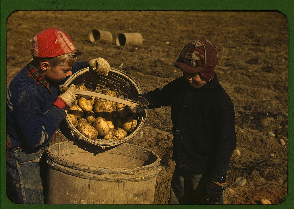 Children gathering potatoes Aroostook County Maine 1940