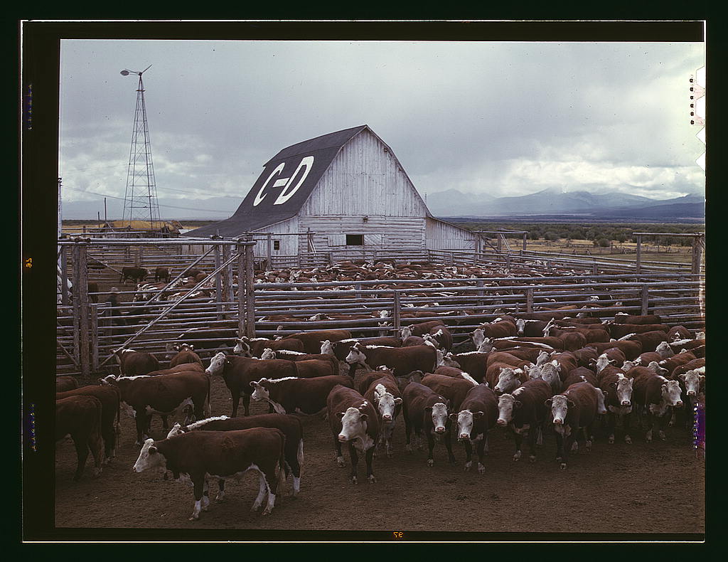 Cattle in corrals on ranch, Beaverhead County, Mont. (1942 Sept.)