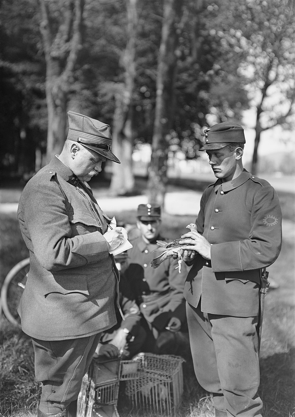 Sending carrier pigeon message, WWI