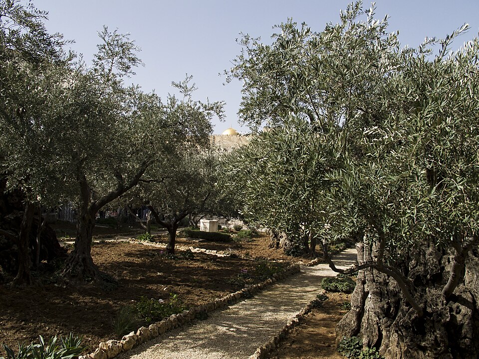 Gethsemane olive trees