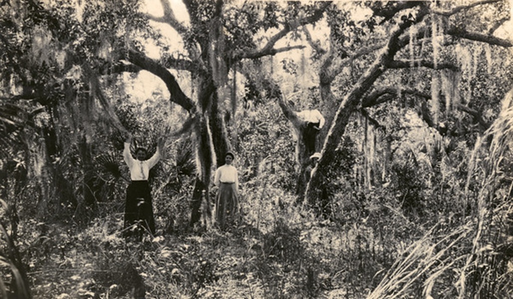 Koreshans among the Live Oaks