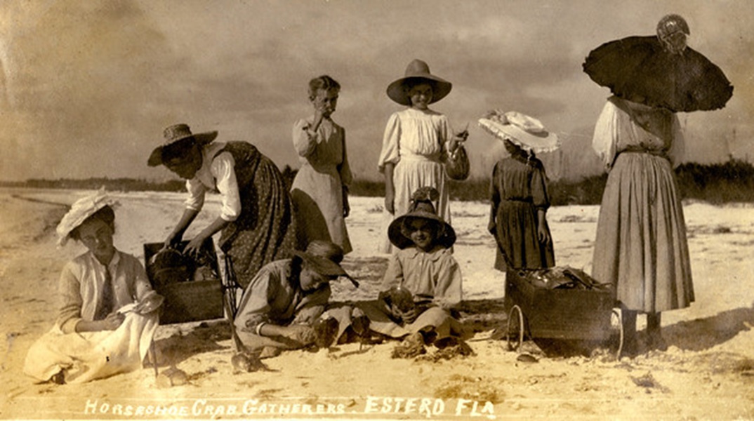 Koreshan girls horseshoe crabs