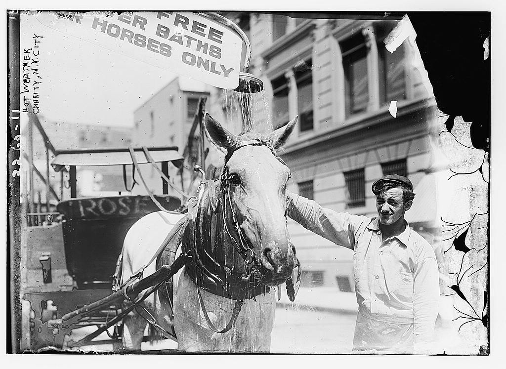 Hot weather Charity horse N.Y.C.